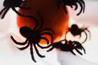 Spiders and light Art Print